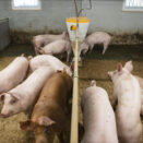 mange griser i en binge med foringsautomat