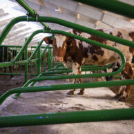 Embla Liggebås med storfe