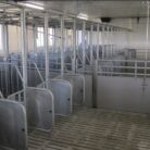 grå griseinnredning i et nytt fjøs