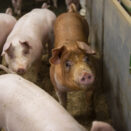 to griser i en binge ser opp på fotografen