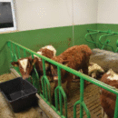 fire kalver i en binge med kalvefronter