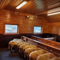 et hvitt kamera på en innvendig fjøsvegg med sauer som står og spiser