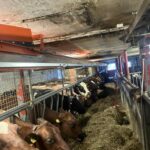 Takbånd montert i lavt fjøs