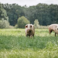 pigs-graze-on-farm-in-countryside-pigs-graze-on-a-private-farm-1536x1025