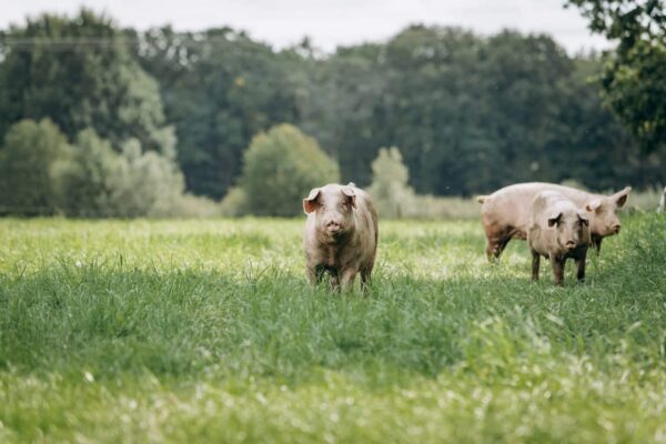 pigs-graze-on-farm-in-countryside-pigs-graze-on-a-private-farm-1536x1025 pigs-graze-on-farm-in-countryside-pigs-graze-on-a-private-farm-1536x1025