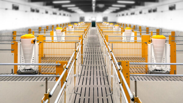 Skiold innredning til slaktegris i moderne grisefjøs