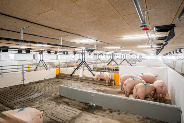 Skiold-0595 Skiold-0595